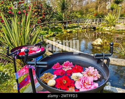 Die schwarzen dekorativen Schalen für gefallene Kamelienblumen am Ufer eines kleinen Teiches im Camellia Park, Locarno, Schweiz Stockfoto
