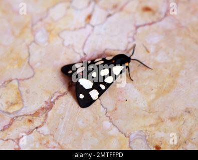 Bunte Schmetterling Stockfoto