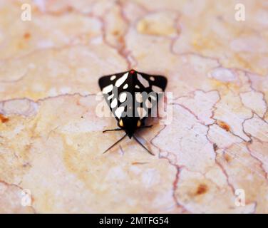 Bunte Schmetterling Stockfoto