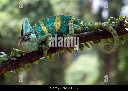 Ein verhülltes Chamäleon, das an einem Baumstamm hängt Stockfoto