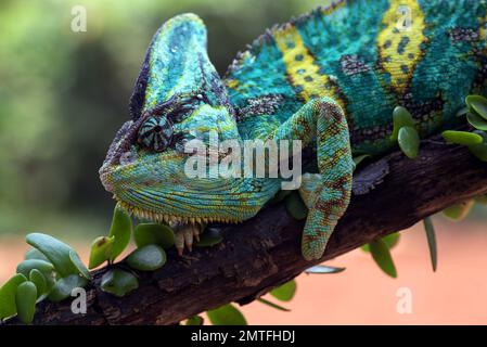 Ein verhülltes Chamäleon, das an einem Baumstamm hängt Stockfoto