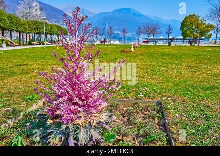 Der grüne Rasen des Gartens Giardini Jean Arp mit dekorativem Grünkohl vor grünen Bäumen und trüben Alpen, Locarno, Schweiz Stockfoto