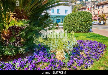 Das wunderschöne Blumenbeet auf dem Largo Franco Zorzi mit Palme, violetten Schwänzen und Grünkohl, Locarno, Schweiz Stockfoto