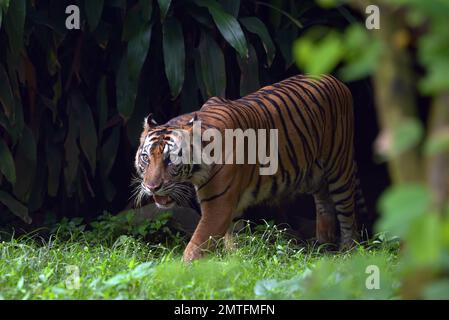 Der Sumatra-Tiger kommt hinter einem dicken Busch heraus Stockfoto