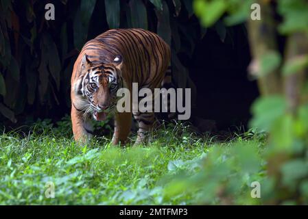 Der Sumatra-Tiger kommt hinter einem dicken Busch heraus Stockfoto