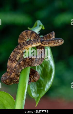 Schnecke fresst Schlange mit Beute Stockfoto