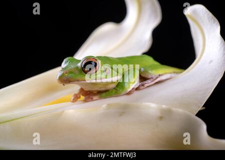 Ein dumpfer Frosch, der sich in einer Lilienblume versteckt Stockfoto