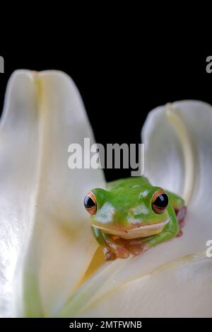 Ein dumpfer Frosch, der sich in einer Lilienblume versteckt Stockfoto