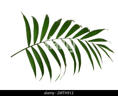 Wunderschöne üppige tropische Blätter, isoliert auf Weiß Stockfoto
