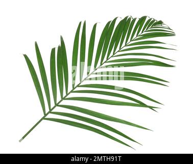 Wunderschöne üppige tropische Blätter, isoliert auf Weiß Stockfoto