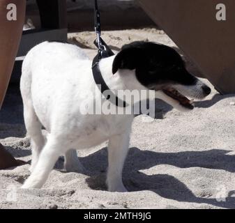 Rita Rusic, 51, zeigt ihre atemberaubende Figur in einem schwarzen, einteiligen Teil. Die Produzentin/Schauspielerin wurde von ihrem süßen Jack Russell Terrier begleitet, der anscheinend auch gerne in der Sonne liegt. Miami Beach, Florida 15. April 2012 . Stockfoto