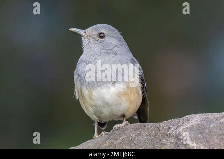 Nahaufnahme von orientalischem Elster-Robin in Taipei, Taiwan Stockfoto