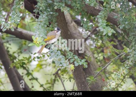 Nahaufnahme von Light-Vented Bulbul, das auf einem Zweig in Taipeh, Taiwan sitzt Stockfoto