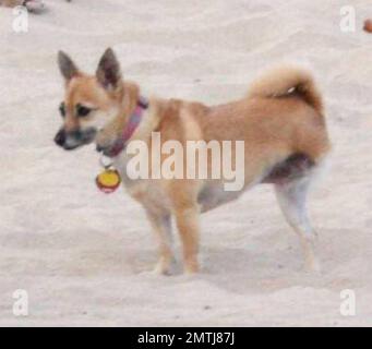 Exklusiv!! Sandra Bullock verbringt einen Tag in ihrem Strandhaus mit ihren beiden niedlichen Hunden Poppy und Ruby, die sie die meiste Zeit in ihrer Nähe hielt, während sie ein wachsames Auge auf ihre Stieftochter Sunny hatte. Bullock adoptierte 2005 den dreibeinigen Poppy von Best Buddies Rescue in Long Beach, kurz nachdem sie ihren Ehemann Jesse James geheiratet hatte. Das gutherzige Paar fügte später Ruby zu seiner Familie hinzu. In einem Interview sagte Bullock kürzlich, dass das Paar ihr Bett mit ihrem labrador-Mix Kernie, ihrem dreibeinigen Chihuahua-Pommern-Mohn und ihrem zweibeinigen Chihuahua-Ruby teilt: „Die Hunde sind immer auf meiner si Stockfoto