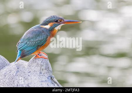 Nahaufnahme von Common King Fisher in Taipei, Taiwan Stockfoto