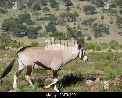 Ein Seitenblick auf Gemsbok oder südafrikanische Oryx (Oryx Gazella) in ihrem natürlichen Lebensraum Stockfoto