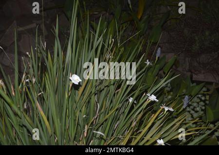 Ein Haufen „Junquillo“ con flores blancas (luzuriaga-Radican). Foto Nocturna resaltando las flores en un estanque de agua. Stockfoto