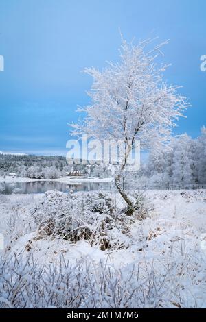 Schnee, Eis und ein heiser Frost rund um Loch Tulla, Bridge of Orchy, Argyll, Central Highlands, Schottland, im mittleren Winter. Stockfoto