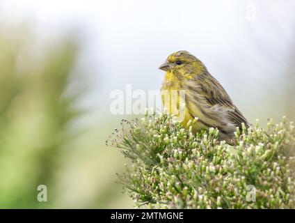 Der männliche Vogel des Europäischen Serins (Serinus serinus), der aus nächster Nähe auf wilden Blütenpflanzen Erigeron canadensis steht. Portugal, Europa Stockfoto