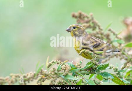 Männlicher Vogel von Europäischem Serin (Serinus serinus), der auf Wildpflanzen in Samenschornsteinen gehalten wird. Portugal, Europa Stockfoto