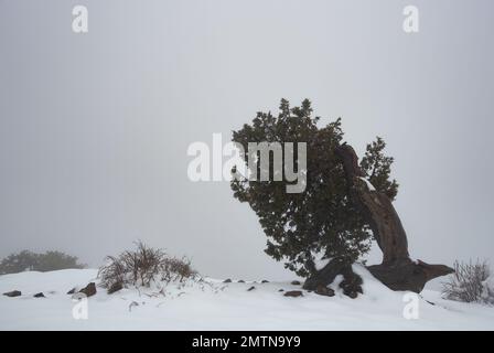 Einsamer Kiefernbaum in den Bergen im Winter. Nebel im Wald im Winter Stockfoto