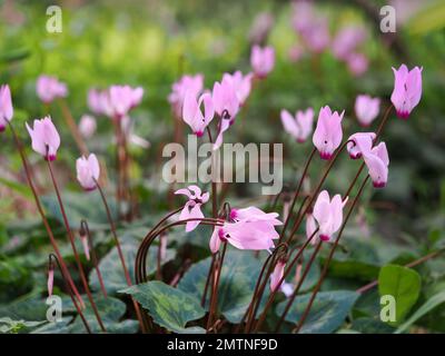 Wilde Zyklaven im israelischen Wald. Unscharfer Hintergrund. Stockfoto