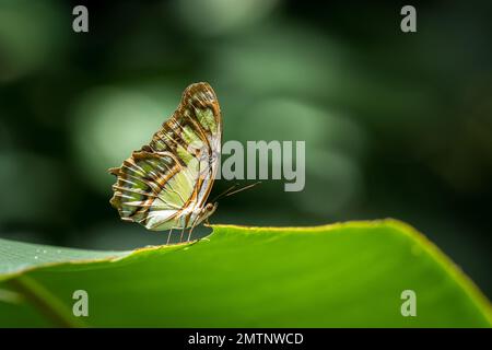 Eine Nahaufnahme von Siproeta stelenes Schmetterling, der auf Pflanzenblättern ruht Stockfoto