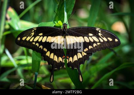 Ein Papilio Thoas, der auf Pflanzenblättern sitzt Stockfoto