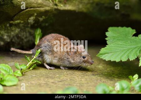 Bank Vole (Clethrionomys glareolus) fotografiert in Garden, Berwickshire, Scottish Borders, Schottland, Juni 2014 Stockfoto