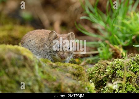 Bank Vole (Clethrionomys glareolus) fotografiert in Garden, Berwickshire, Scottish Borders, Schottland, Juni 2014 Stockfoto