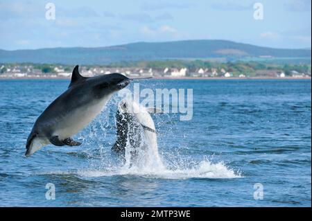 Delfin mit Flaschennase (Tursiops truncatus) zwei Tiere, die mit einem Aufbruchverhalten vor Chanonry Point, Inverness-shire, Schottland, interagieren Stockfoto