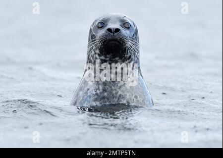 Common/Harbour Seal (Phoca vitulina), der Fotograf Harris, Outer Hebrides, Schottland, September 2012 Stockfoto