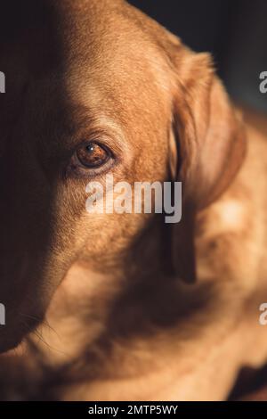 Eine Nahaufnahme, die das Detail im Auge eines fuchsroten Labrador Retriver-Pistolenhundes in sanftem Licht mit Kopierraum zeigt Stockfoto