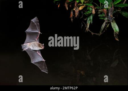 Daubenton's bat (Myotis daubentonii), Hawking in der Nähe der Oberfläche des Waldstroms, Berwickshire, Schottland, August 2010 Stockfoto