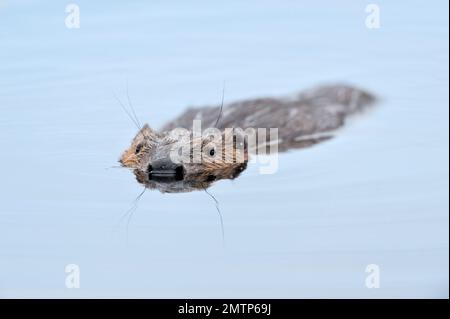 European Beaver (Castor Fiber) adult Floating motionless on the surface of a loch in Evening, Inverness-shire, Schottland, Juli 2007 Stockfoto