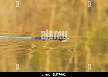 European Beaver Kit Swimming in loch am frühen Morgen, Demonstrationsprojekt zur Wiedereinführung des Aigas Field Studies Centre, Inverness-shire, Schottland Stockfoto