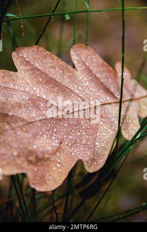Eine Nahaufnahme eines trockenen Eichenblattes, bedeckt mit Tau an einem Herbstmorgen Stockfoto