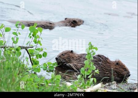 European Beavers, fressen Aspen am Ufer des loch im Aigas Field Studies Centre Demonstrationswiedereinführungsprojekt, Inverness-shire, Schottland Stockfoto