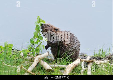 European Beaver, ernähren sich von Aspen am Ufer von loch im Aigas Field Studies Centre Demonstrationswiedereinführungsprojekt, Inverness-shire, Schottland Stockfoto