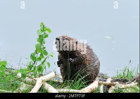 European Beaver, ernähren sich von Aspen am Ufer von loch im Aigas Field Studies Centre Demonstrationswiedereinführungsprojekt, Inverness-shire, Schottland Stockfoto