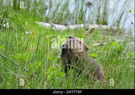 European Beaver (Castor Fiber) Feed on aspen at Aigas Field Centre European Beaver Demonstration Reintroduction Project, Inverness-shire, Schottland, Stockfoto