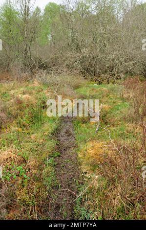 European Beaver, Path through Scrub by loch, Aigas Field Centre, European Beaver Demonstration Reintroduction Project, Inverness-shire, Schottland Stockfoto