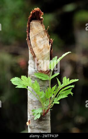 Rowan Sapling, gefällt von europäischem Biber (Castor Fiber) und zeigt Regeneration, knapdale, Argyll, Schottland, September 2009 Stockfoto