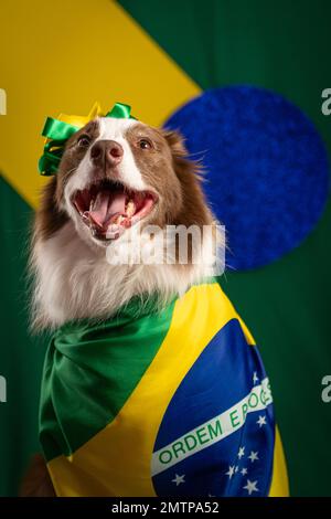 Ein Border-Collie-Hund mit einer brasilianischen Flagge für die Fußball-Weltmeisterschaft Stockfoto
