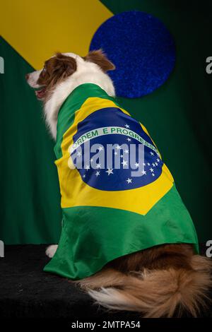 Ein cooler Border Collie-Hund mit einer brasilianischen Flagge, der Fußball-Weltmeisterschaft unterstützt Stockfoto