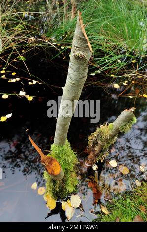 Wälder von Loch Coille Bharr, Knapdale, Argyll, Schottland, September 2009, überflutet von einem europäischen Biberdamm (Castor Fiber) mit gefalzten Rowan-Saplings Stockfoto