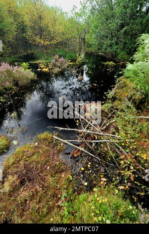 European Beaver (Castor Fiber) Damm von Loch Coille-Bharr, Knapdale, Argyll, Schottland, September 2009 Stockfoto