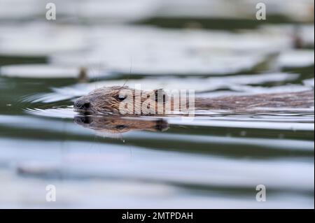 European Beaver Castor Fiber) in loch im Aigas Field Studies Centre Demonstration Reintroduction Project, Inverness-shire, Schottland, Mai Stockfoto