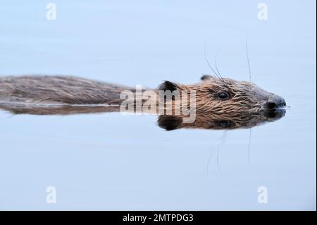European Beaver (Castor Fiber) adult Floating motionless on the surface of a loch in Evening, Inverness-shire, Schottland, Juli 2007 Stockfoto