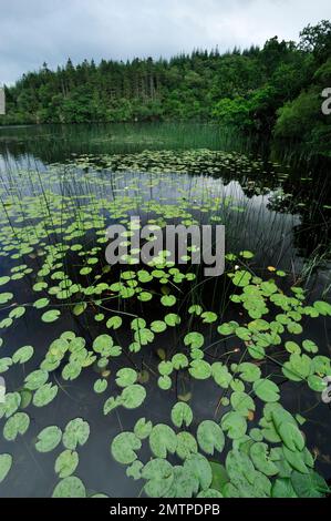 Loch Linne, Knapdale, Freshwater Habitat which European Beavers (Castor Fiber) are Reintroduced in 2009, Argyll, Schottland, Juli 2009 Stockfoto